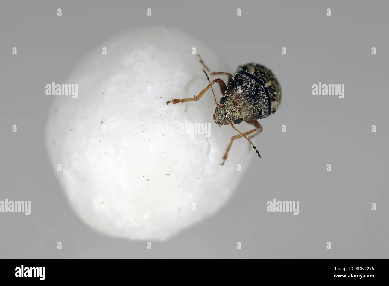 Coffee Bean Weevil Beetle, Araecerus fasciculatus su Raw Dry Tapioca Pearls. Foto Stock