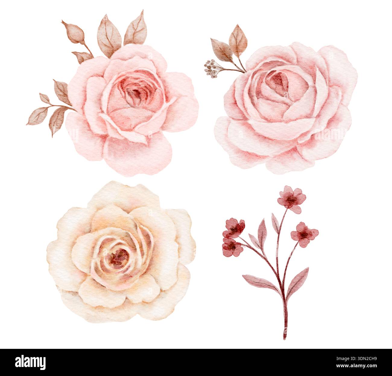 Set di fiori di rosa ad acquerello con delicati petali di blush e beige, delicate tonalità pastello. Illustrazione per inviti, cartoline, etichette di imballaggio, cancelleria Foto Stock