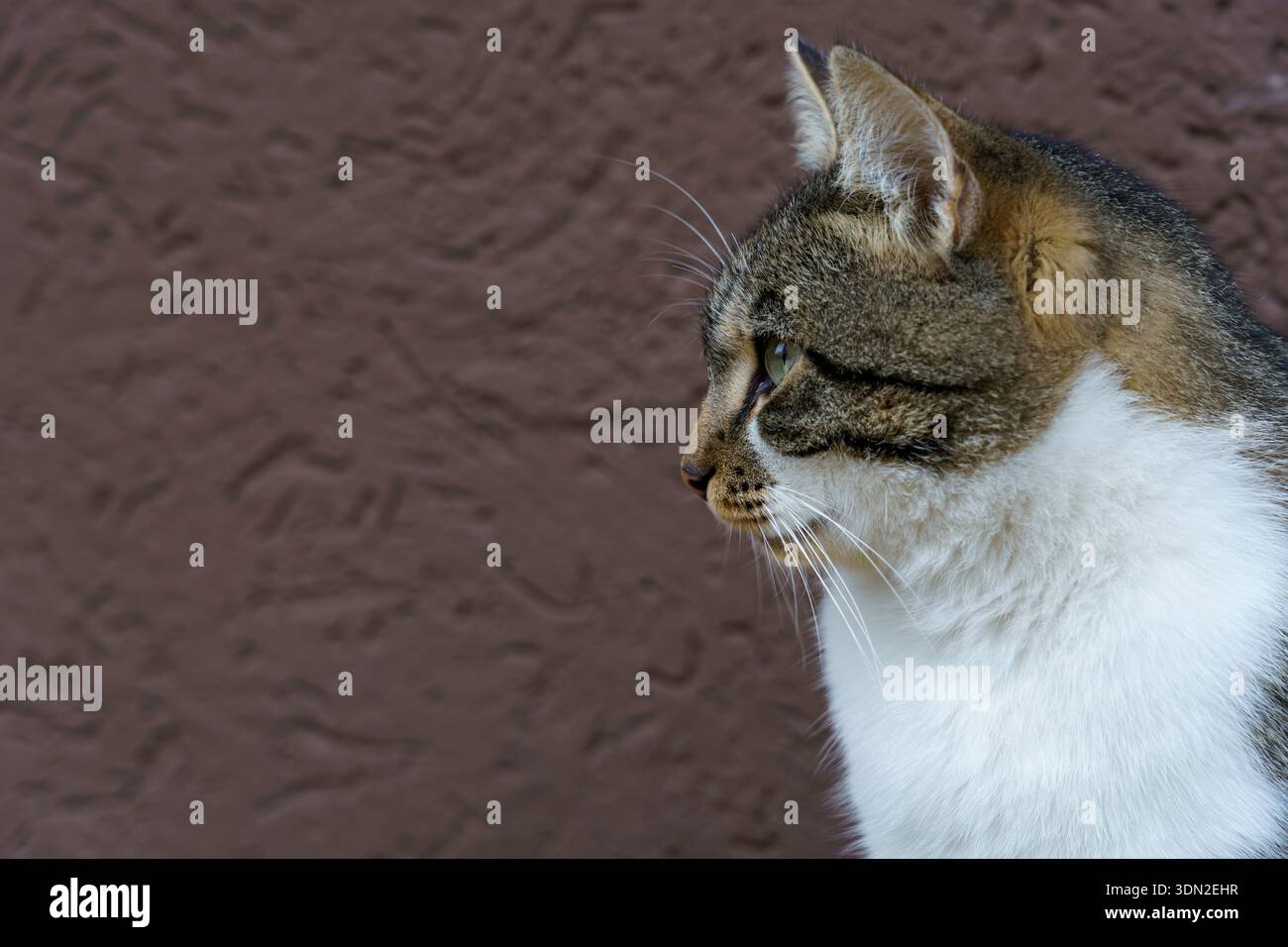 Un gatto è seduto fermo e guarda di lato. La pelliccia del gatto ha diverse sfumature. Il muro dietro è marrone. E' giorno. Foto Stock