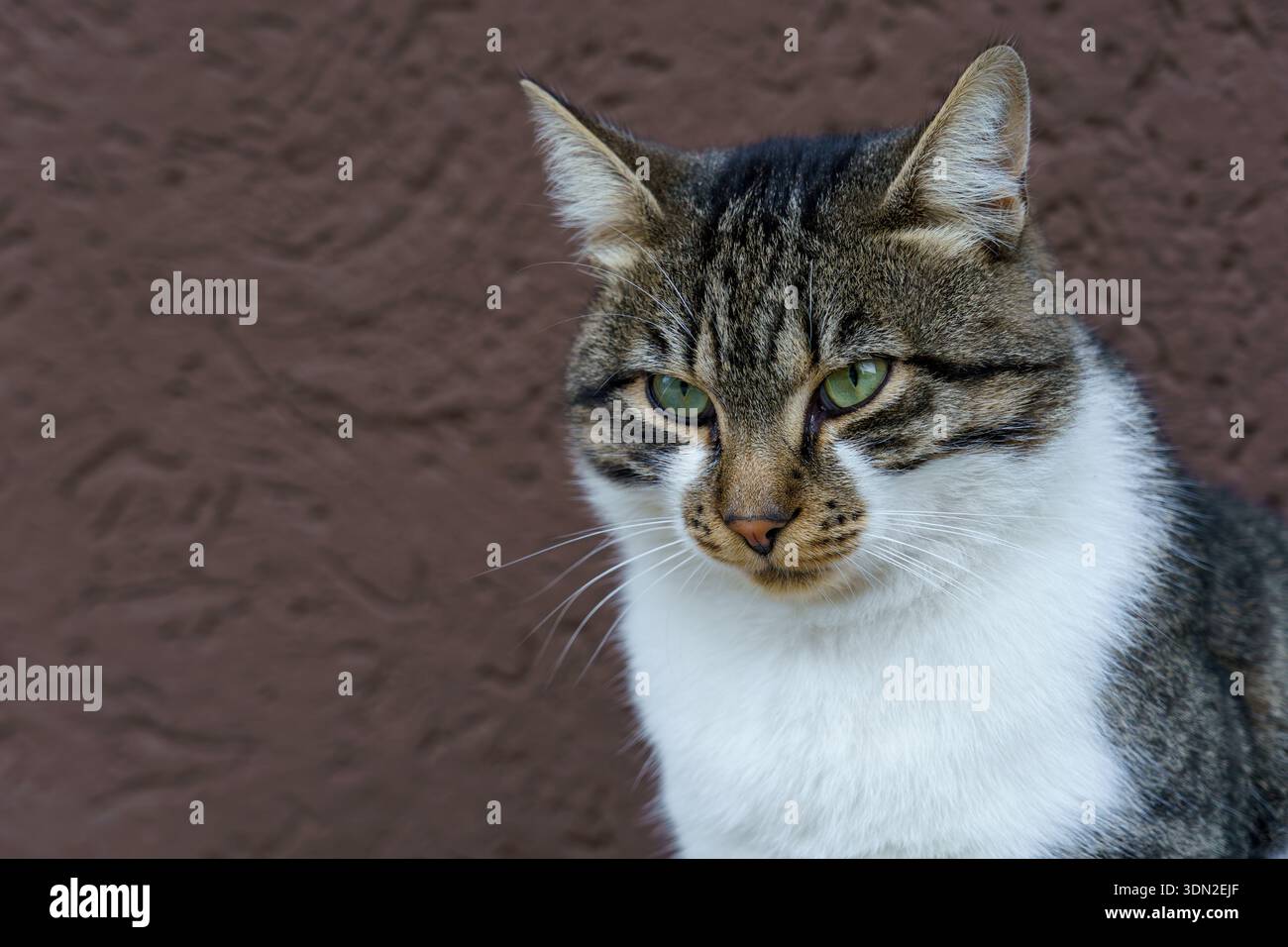 Un gatto con pelliccia grigia e bianca si siede ancora accanto a una parete marrone, guardando intorno in un quartiere. E' giorno e sole. Foto Stock