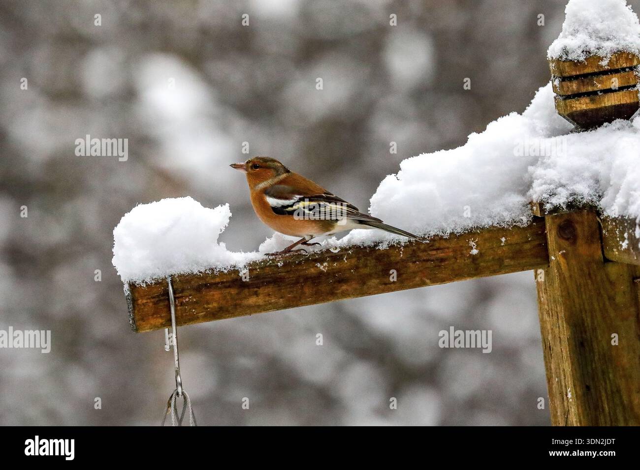Chaffinch su un alimentatore innevato - Chaffinch appollaiato sul braccio innevato di un alimentatore per uccelli. Center Parcs, Lake District, Cumbria, Regno Unito Foto Stock