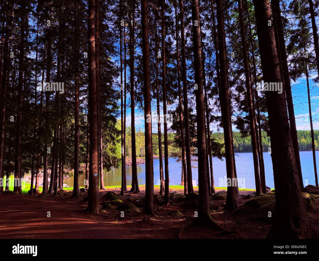 Lago norvegese nascosto tra i pineti in perfetto clima estivo. - Immagine stock catturata con smartphone