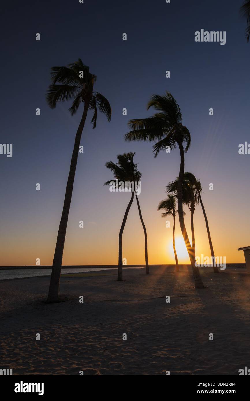 Foto drammatica di palme che si stagliano contro un vibrante tramonto dorato sulla spiaggia sabbiosa di Hawana Salalah, Oman. La luce calda e naturale crea un Foto Stock