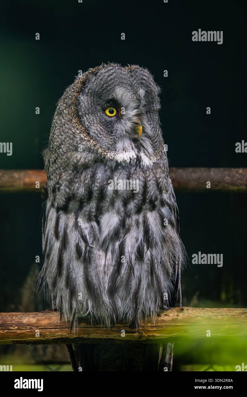 Grande gufo grigio (Strix nebulosa) primo piano. Il grande gufo grigio è un gufo molto grande, documentato come la più grande specie di gufo del mondo per lunghezza. E' distri Foto Stock