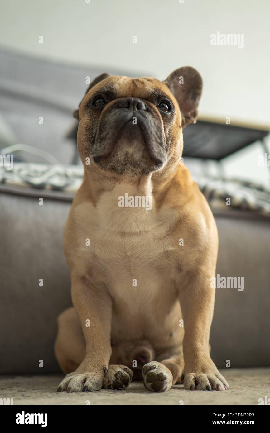 Tan French Bulldog siede su un tappeto al coperto, guardando verso l'alto. Divano grigio e coperta ripiegata con messa a fuoco morbida. Luce diurna e profondità di campo ridotta Foto Stock