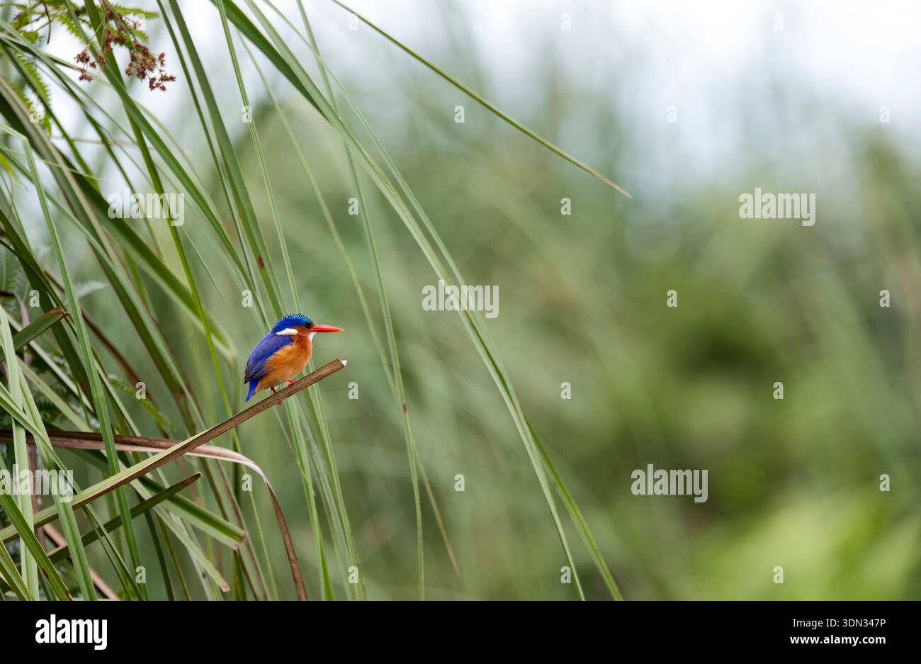 Malachite kingfisher becco di sollevamento su palo diviso Foto Stock