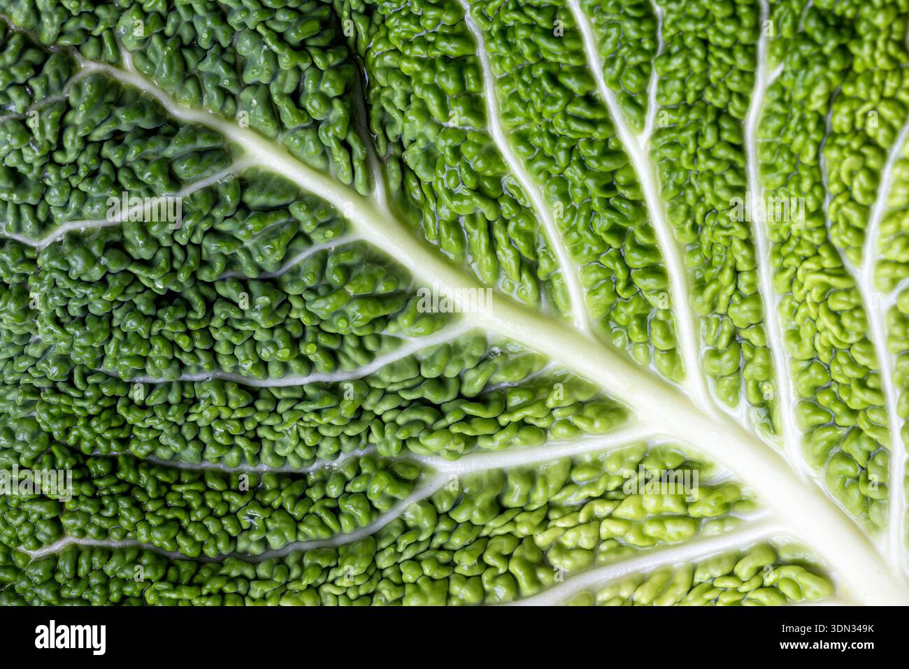 Sfondo Savoy Cabbage. Sfondo verde testurizzato full frame. Stile di vita sano e concetto di alimentazione sana. Messa a fuoco selettiva Foto Stock