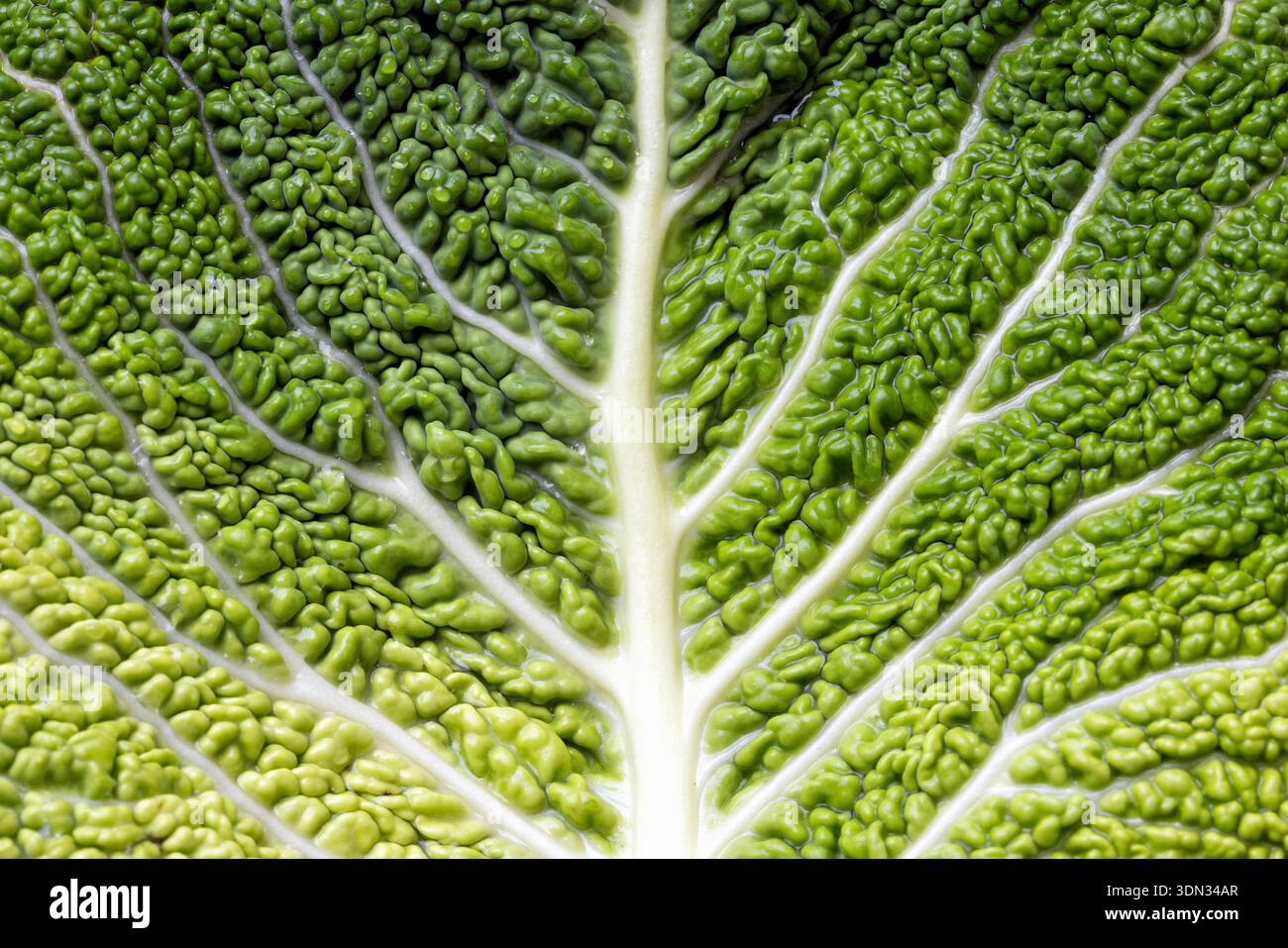 primo piano immagine macro savoy cabbage Foto Stock