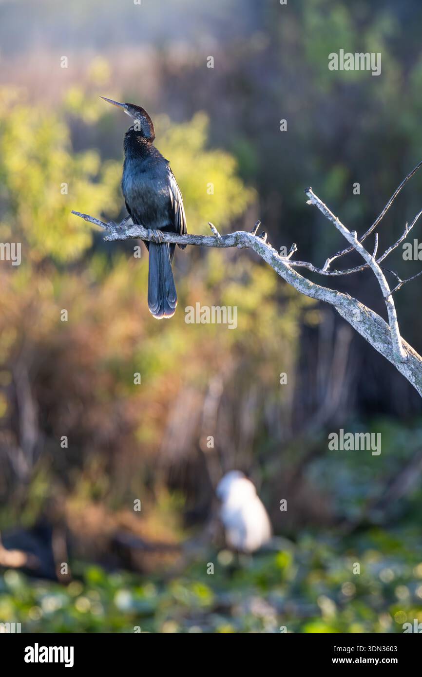 Anhinga - Anhinga anhinga - arroccato all'alba nel Parco Nazionale delle Everglades in Florida - aka Snakebird water turkey American darter nella fauna selvatica delle zone umide Foto Stock