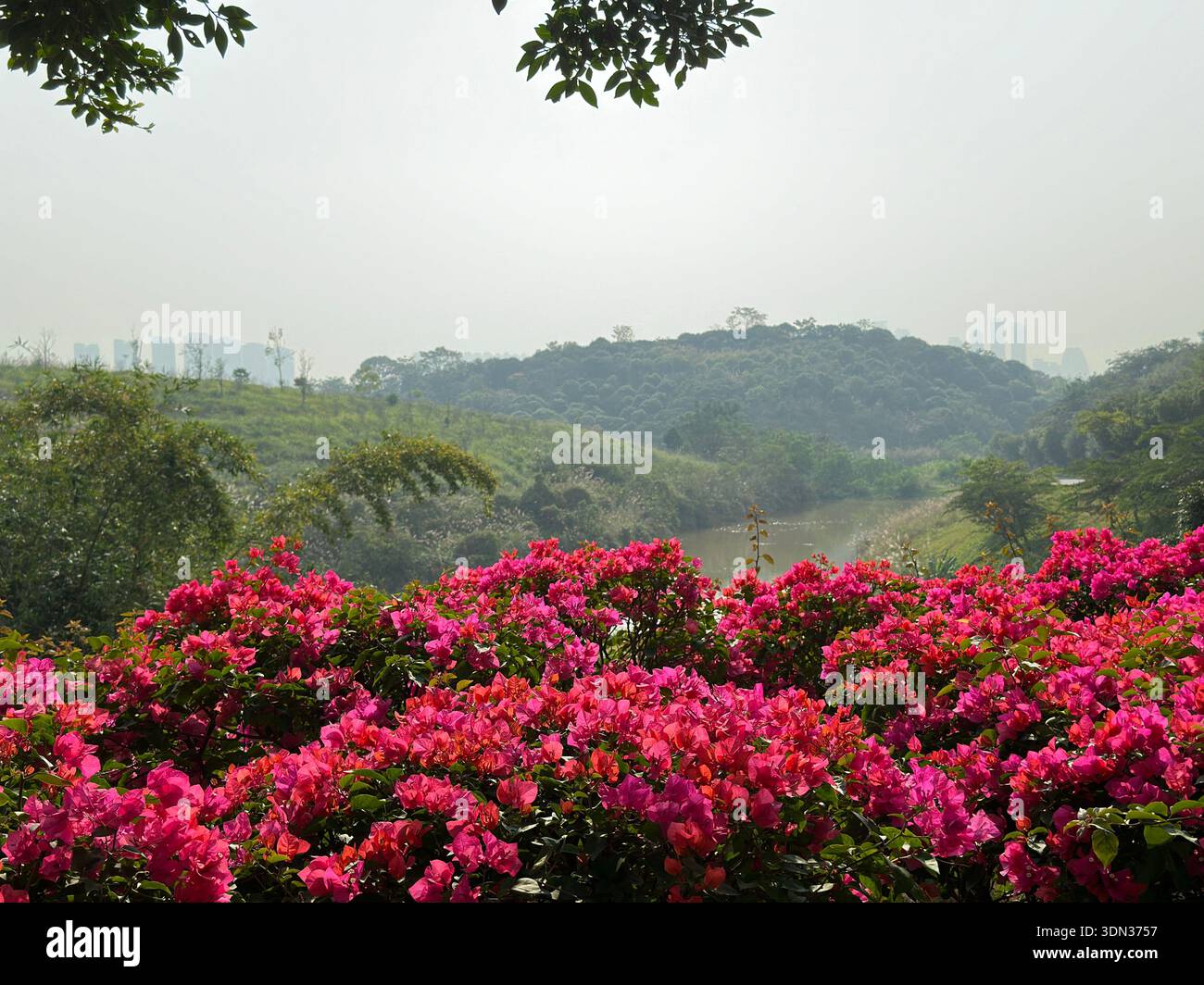 Un paesaggio lussureggiante a Nanning, Guangxi, Cina, caratterizzato da fiori rosa luminosi in primo piano e colline verdi ondulate che conducono ad un orizzonte urbano nebbioso. - Immagine stock catturata con smartphone