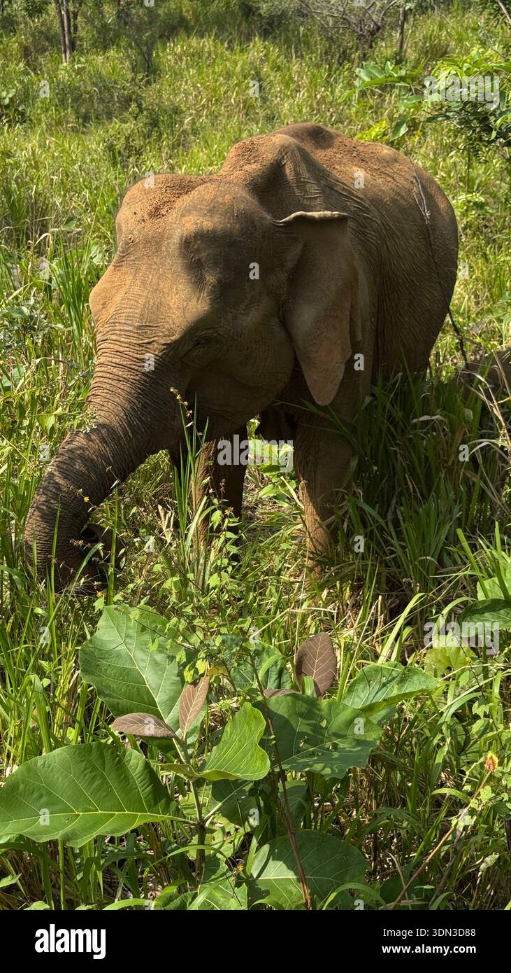 Turismo etico della fauna selvatica primo piano di elefante asiatico in erba lussureggiante, narrazione di conservazione in habitat naturale, esperienza di viaggio consapevole con safari Foto Stock