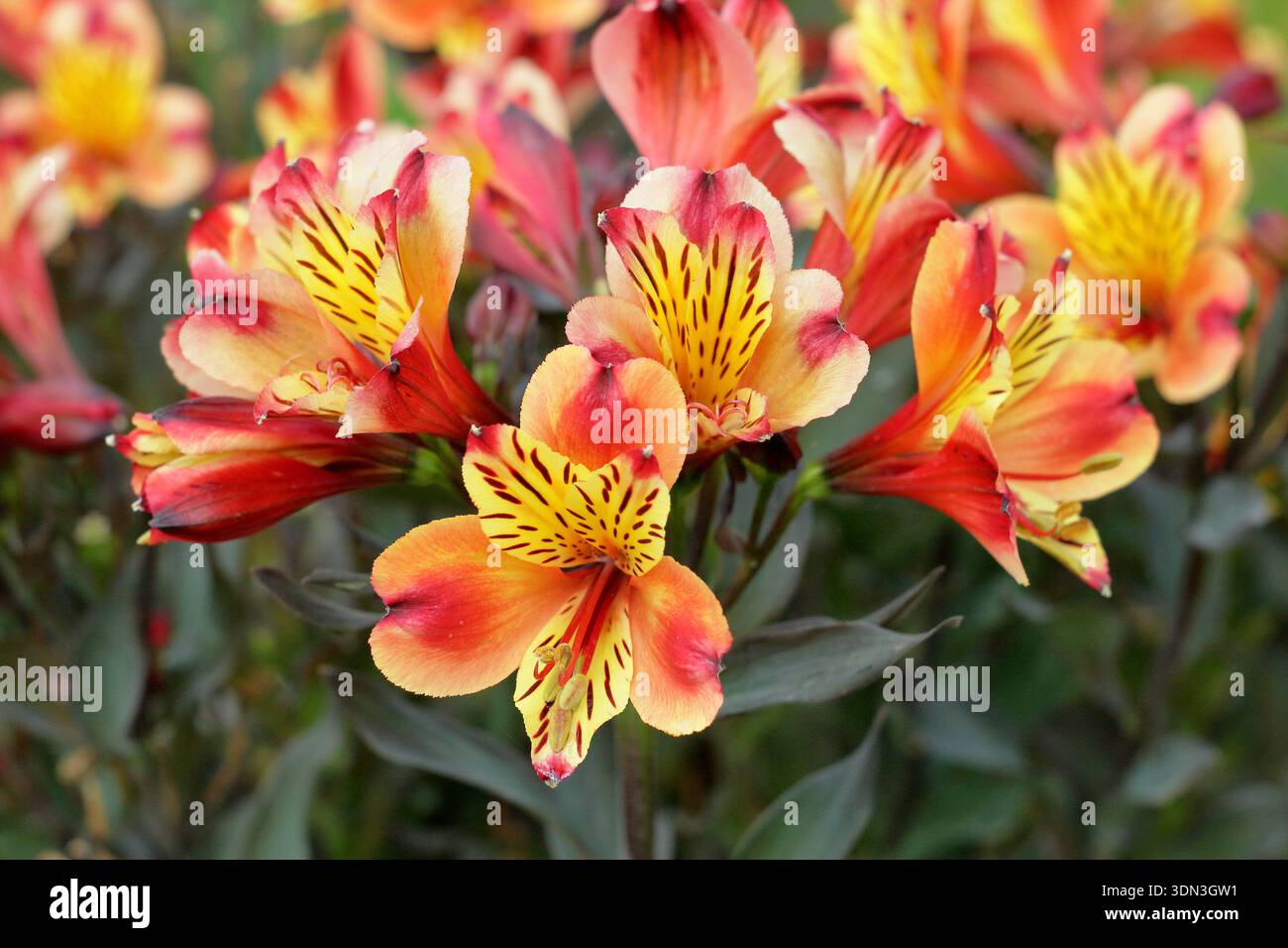 Alstroemeria Indian Summer, chiamata anche "Tesronto" (Summer Paradise Series). Estate indiana del giglio peruviano. Fiori perenni arancioni e gialli Foto Stock