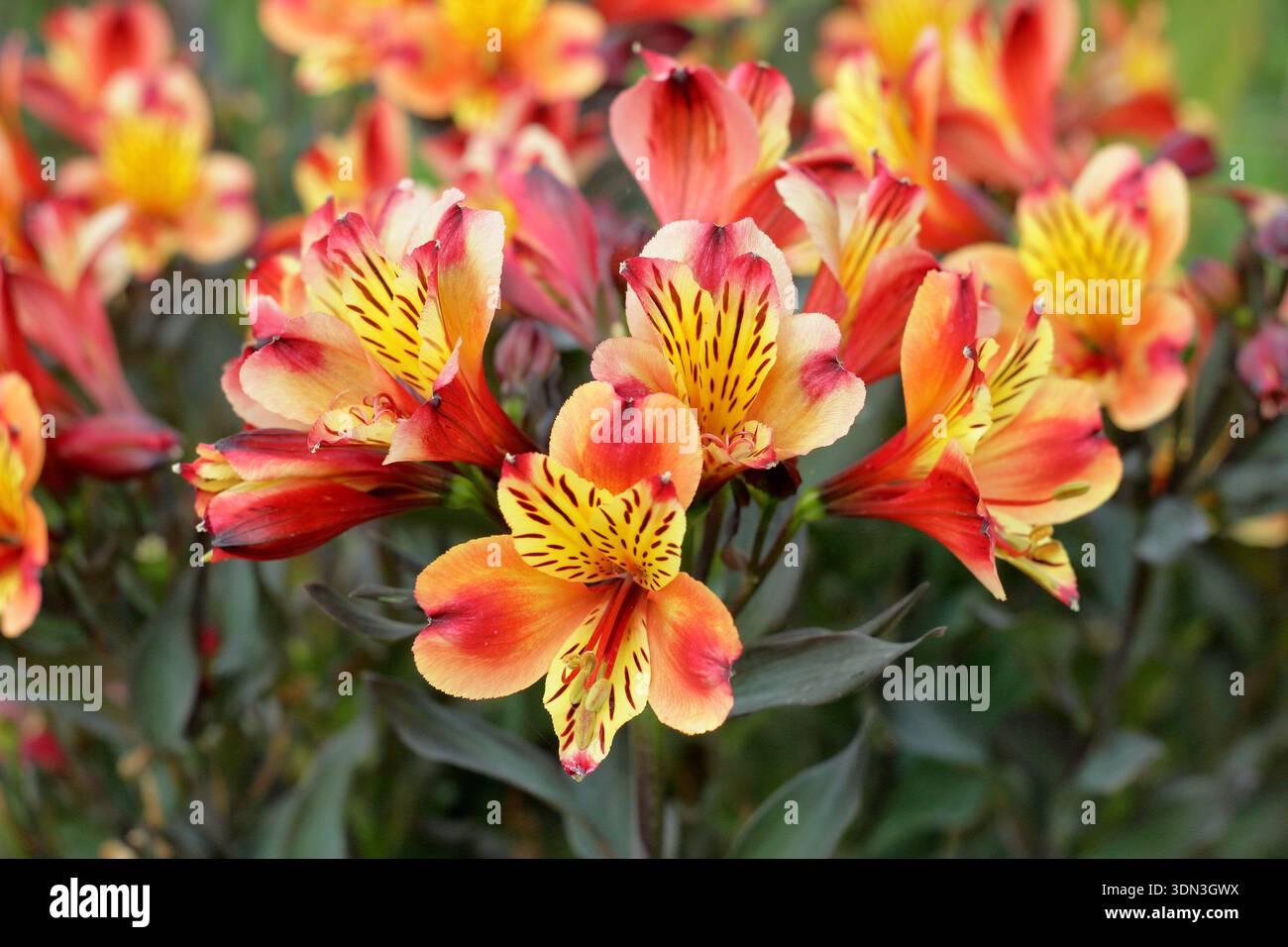 Alstroemeria Indian Summer, chiamata anche "Tesronto" (Summer Paradise Series). Estate indiana del giglio peruviano. Fiori perenni arancioni e gialli Foto Stock