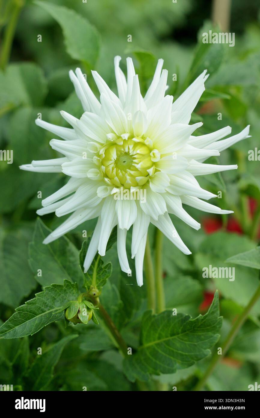 Dahlia 'White Star' porta caratteristici fiori bianchi ricurvi che si sfumano in giallo pallido al centro da metà estate all'autunno. Un cactus di tipo dahlia.UK Foto Stock