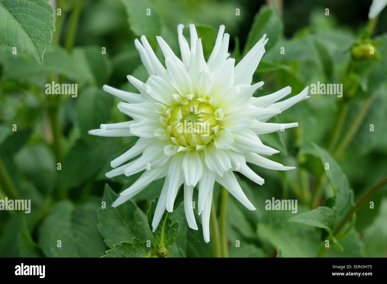 Dahlia 'White Star' porta caratteristici fiori bianchi ricurvi che si sfumano in giallo pallido al centro da metà estate all'autunno. Un cactus di tipo dahlia.UK Foto Stock