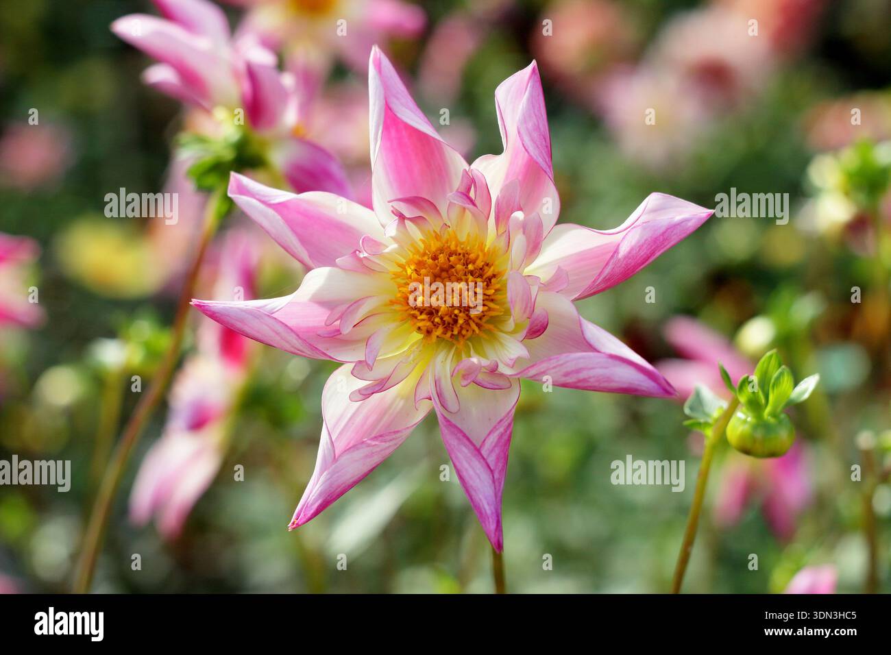 Pantaloni Dahlia Fancy con caratteristici petali ricurvi e fiori cremosi a forma di stella rosa a fine estate. REGNO UNITO Foto Stock