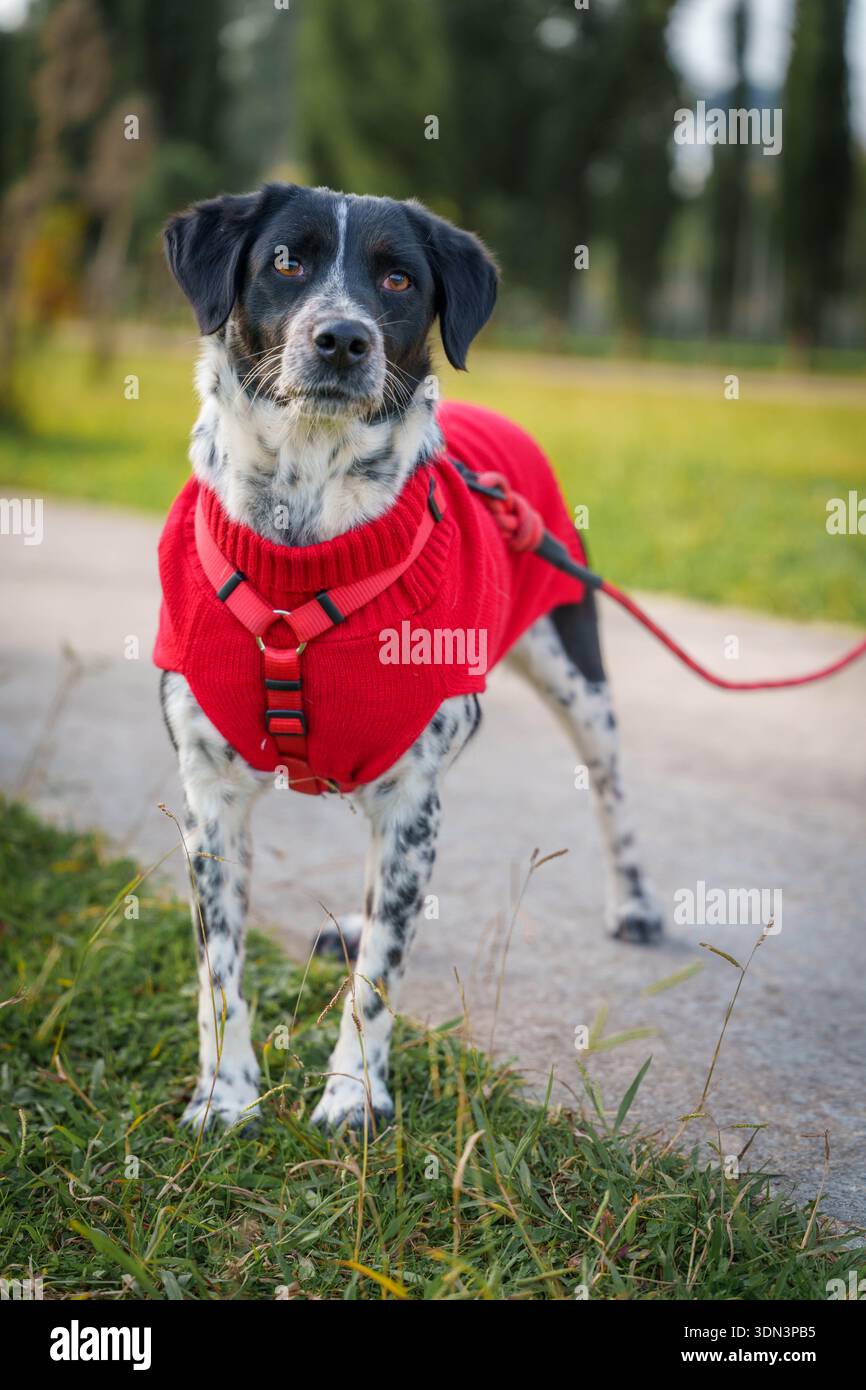 Cane con collare seduto su una superficie pavimentata in un ambiente urbano Foto Stock