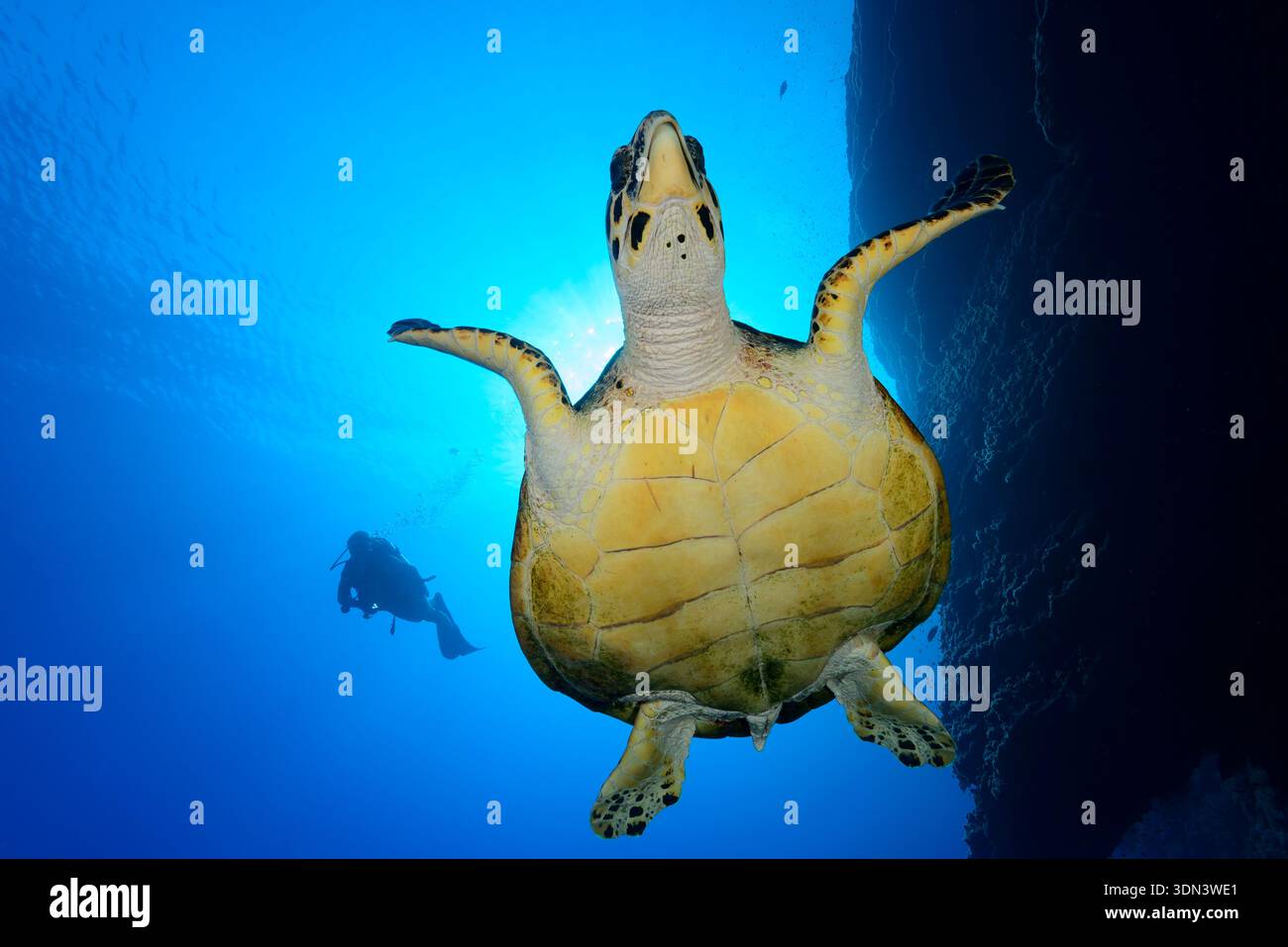 Eretmochelys imbricata, tartarughe marine e immersioni subacquee, Daedalus Reef, Mar Rosso, Egitto, Africa Foto Stock
