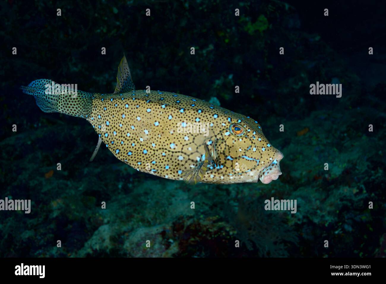 Ostracion cubicus, VYellow Boxfish, Daedalus Reef, Mar Rosso, Egitto, Africa Foto Stock