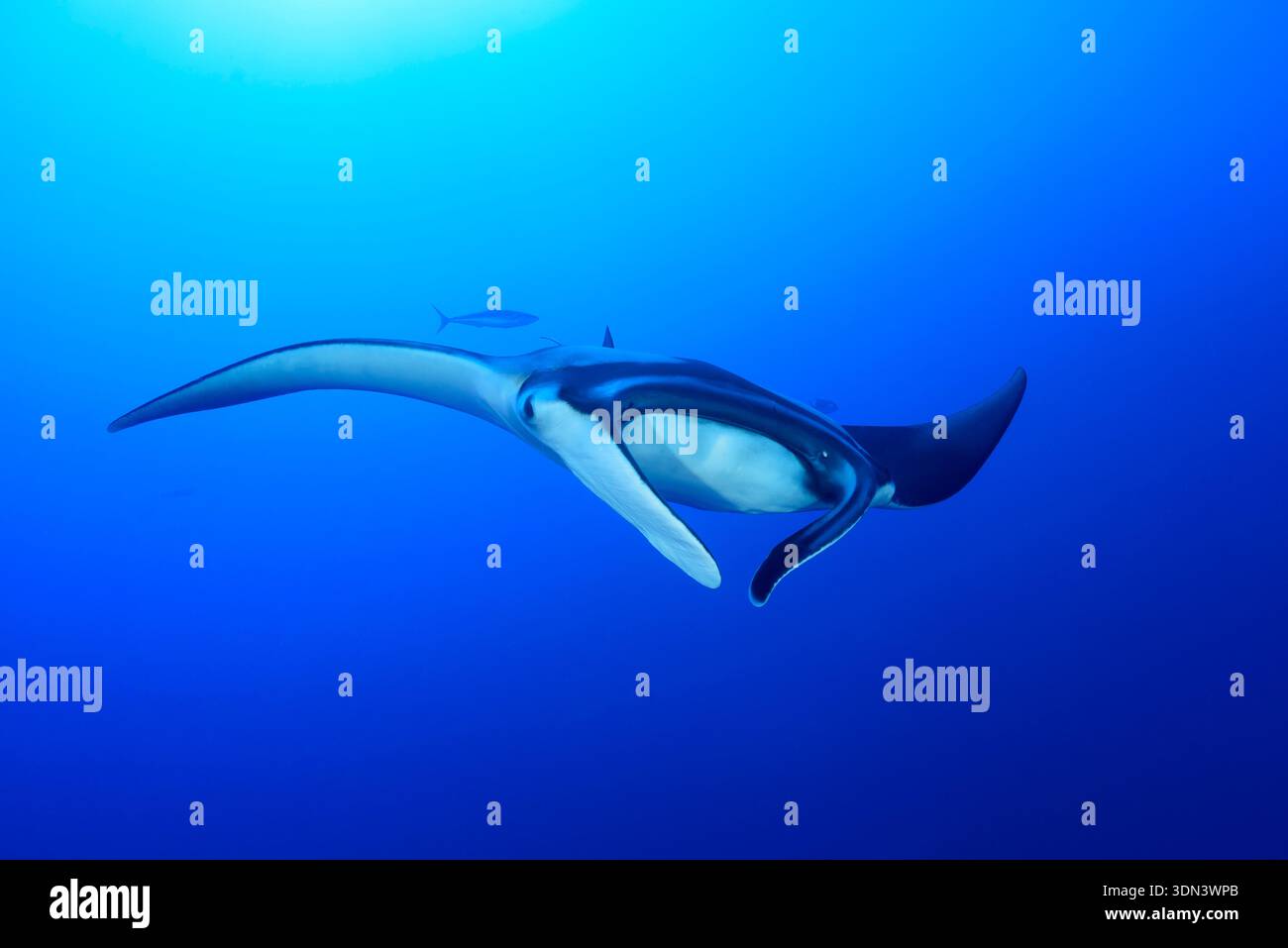 Mobula birostris, Manta birostris, Manta gigante, Daedalus Reef, Mar Rosso, Egitto, Africa Foto Stock