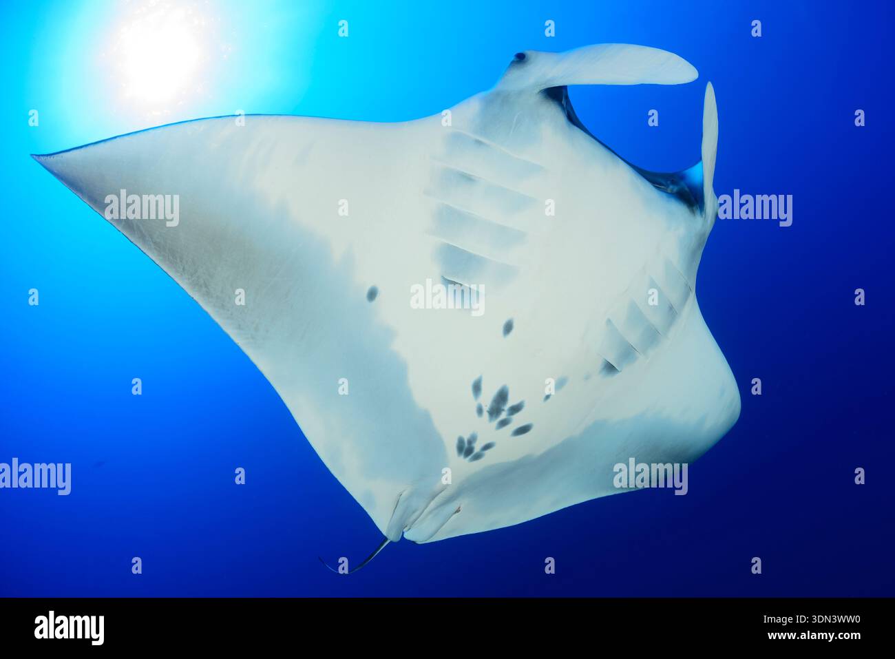 Mobula birostris, Manta birostris, Manta gigante, Daedalus Reef, Mar Rosso, Egitto, Africa Foto Stock
