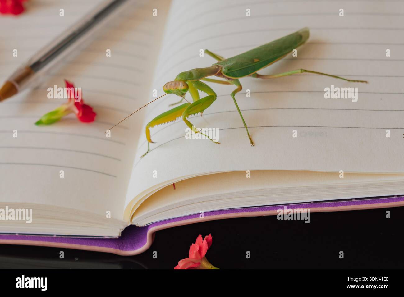 Natura e scrittura: Fiori primaverili, insetti e un blocco note pronti per il diario Foto Stock