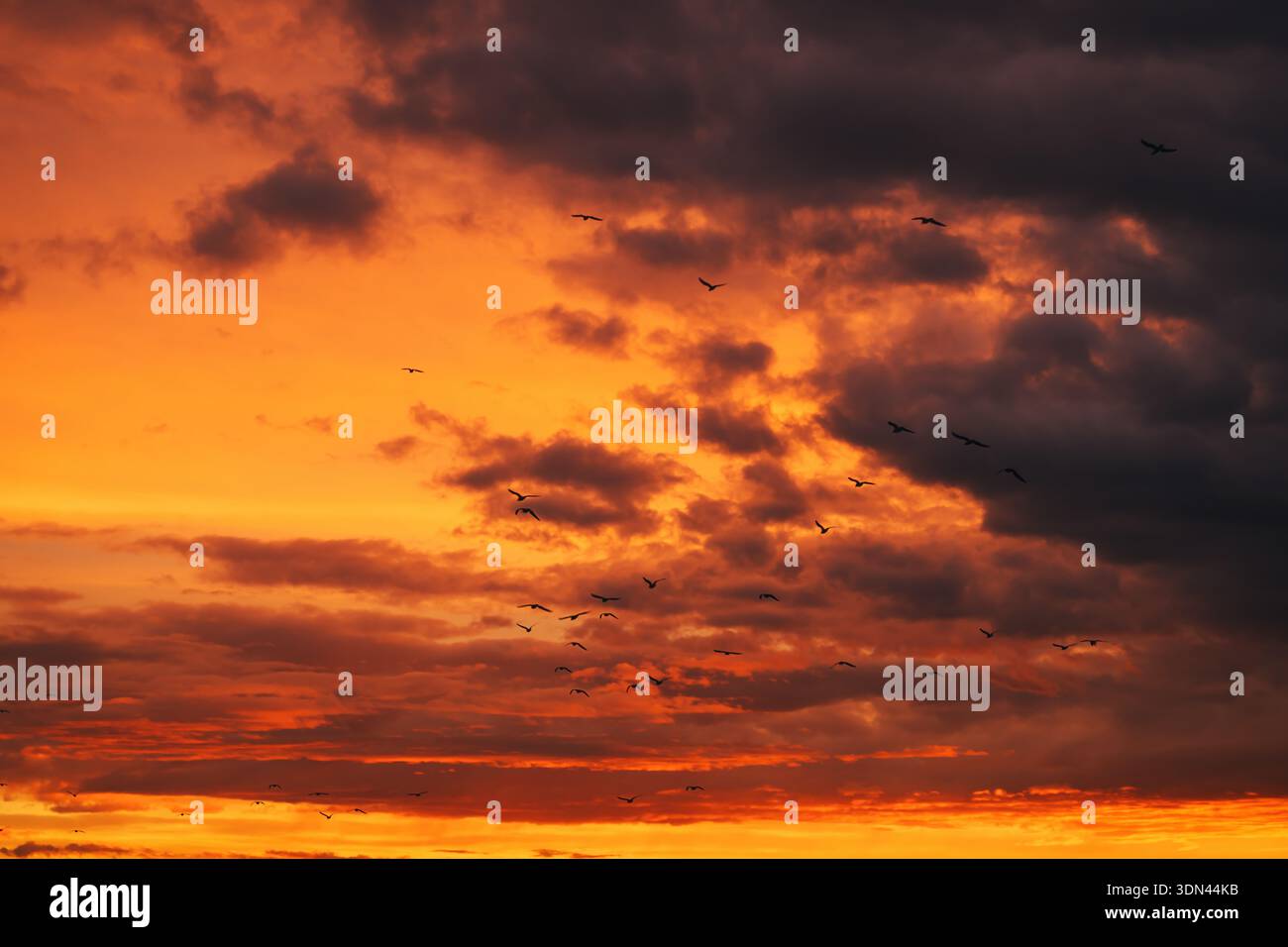 Sagome di uccelli in volo contro il colorato cielo serale con nuvole soffici, scena naturale che esprime libertà, movimento e una trama drammatica Foto Stock