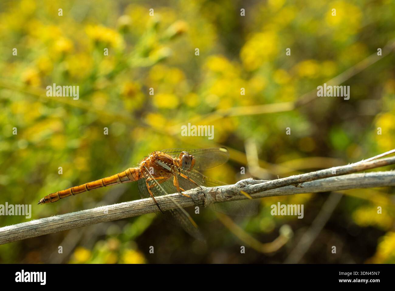 Dragonfly appollaiata su un ramoscello asciutto in un prato estivo con fiori gialli che creano bokeh Foto Stock
