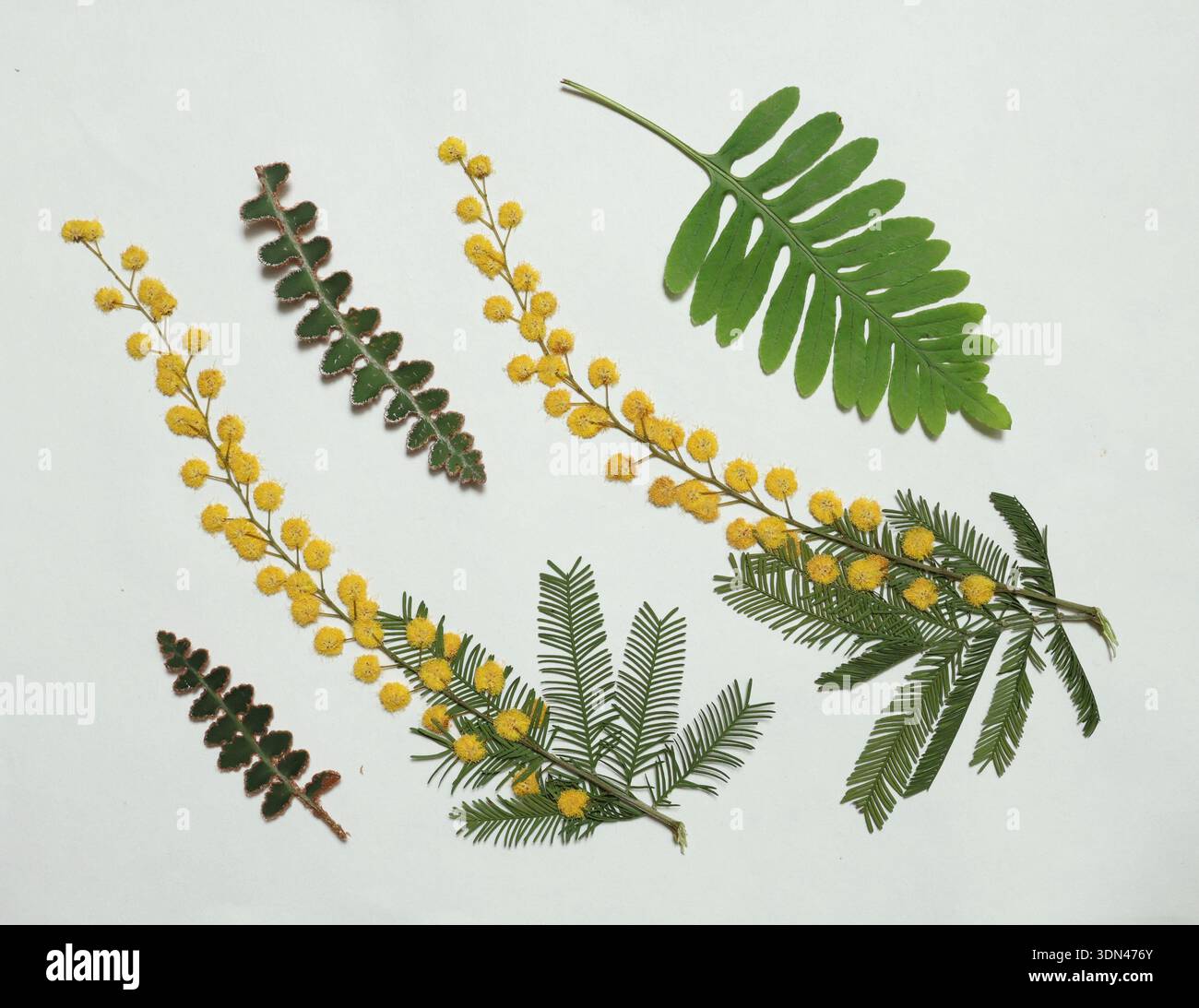 Foglie pressate ed essiccate, fiori isolati su fondo bianco. Per l'uso in motivi floreali, erbari, scrapbooking. Piante esotiche del Mediterraneo Foto Stock