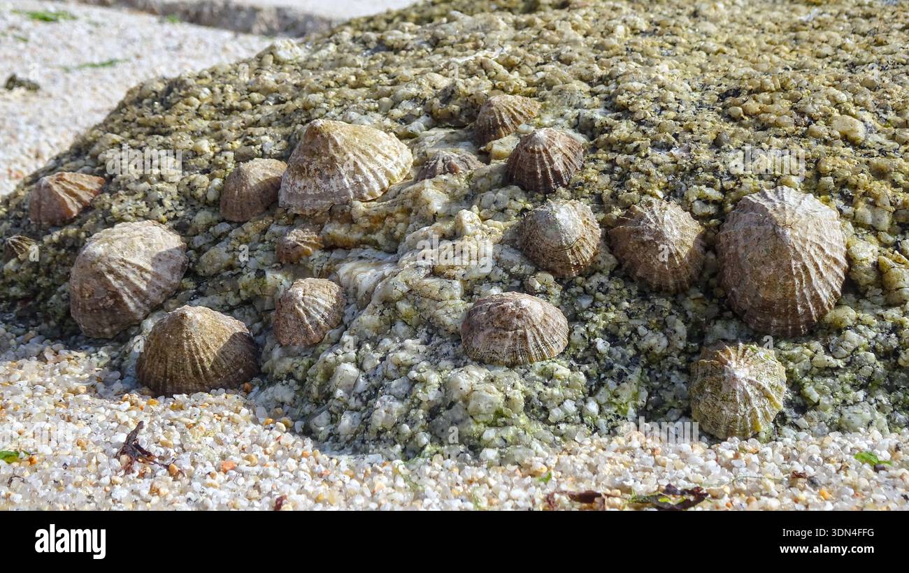 Una vista ravvicinata delle zampe comuni (Patella vulgata) raggruppate su una superficie rocciosa bagnata durante la bassa marea, che mostra dettagli della vita marina. Foto Stock