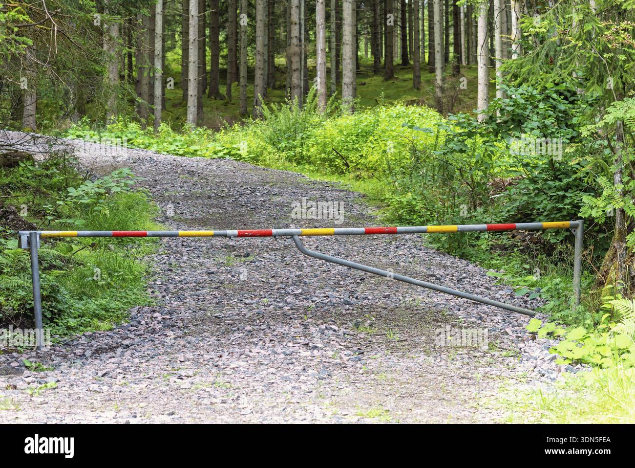 Cancello di barriera stradale che blocca una strada di ghiaia circondata da fitti alberi di conifere verdi in estate Foto Stock