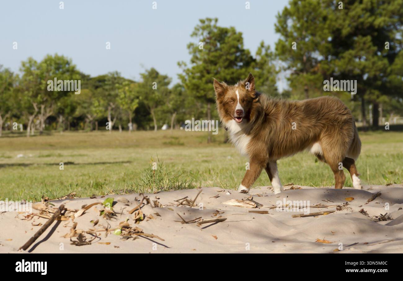 Il cane mongrel attraversa la Siberia camminando all'aperto, Federacion, Argentina Foto Stock