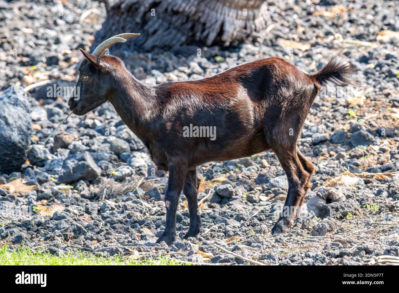 La capra selvaggia Ibex sulla grande isola delle Hawaii. Camminando lungo la collina rocciosa. Base di palma sullo sfondo. Foto Stock