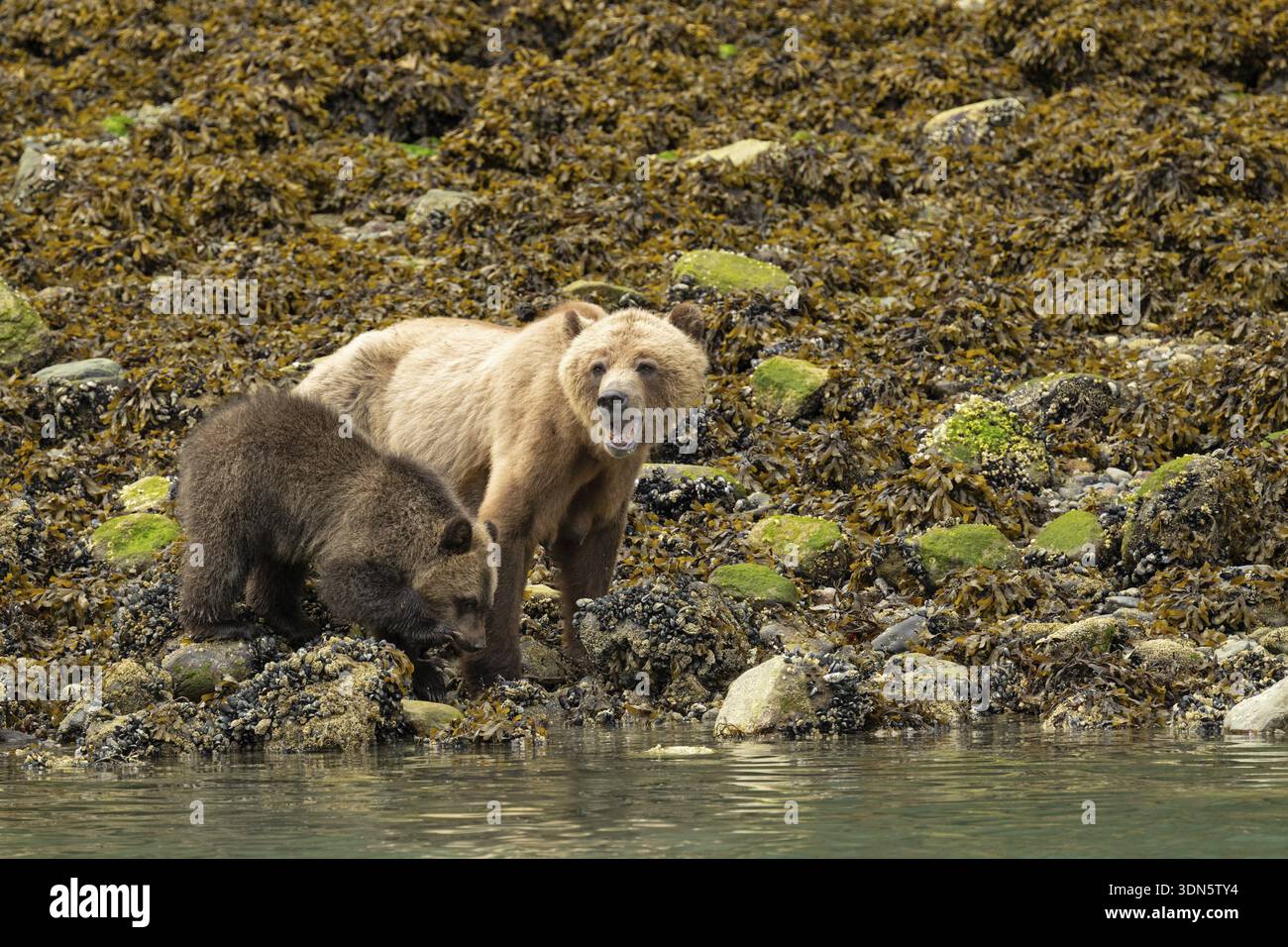 Orso bruno costiero (Ursus arctos) con cucciolo alla ricerca di conchiglie lungo la costa del Pacifico, lo stretto di Johnstone, l'isola di Vancouver Foto Stock