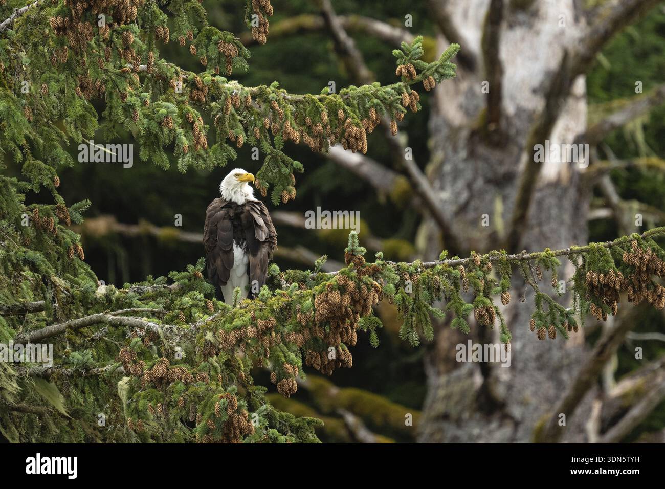 Aquila calva (Haliaeetus leucocephalus) arroccata su un abete Sitka, Isola di Vancouver Foto Stock