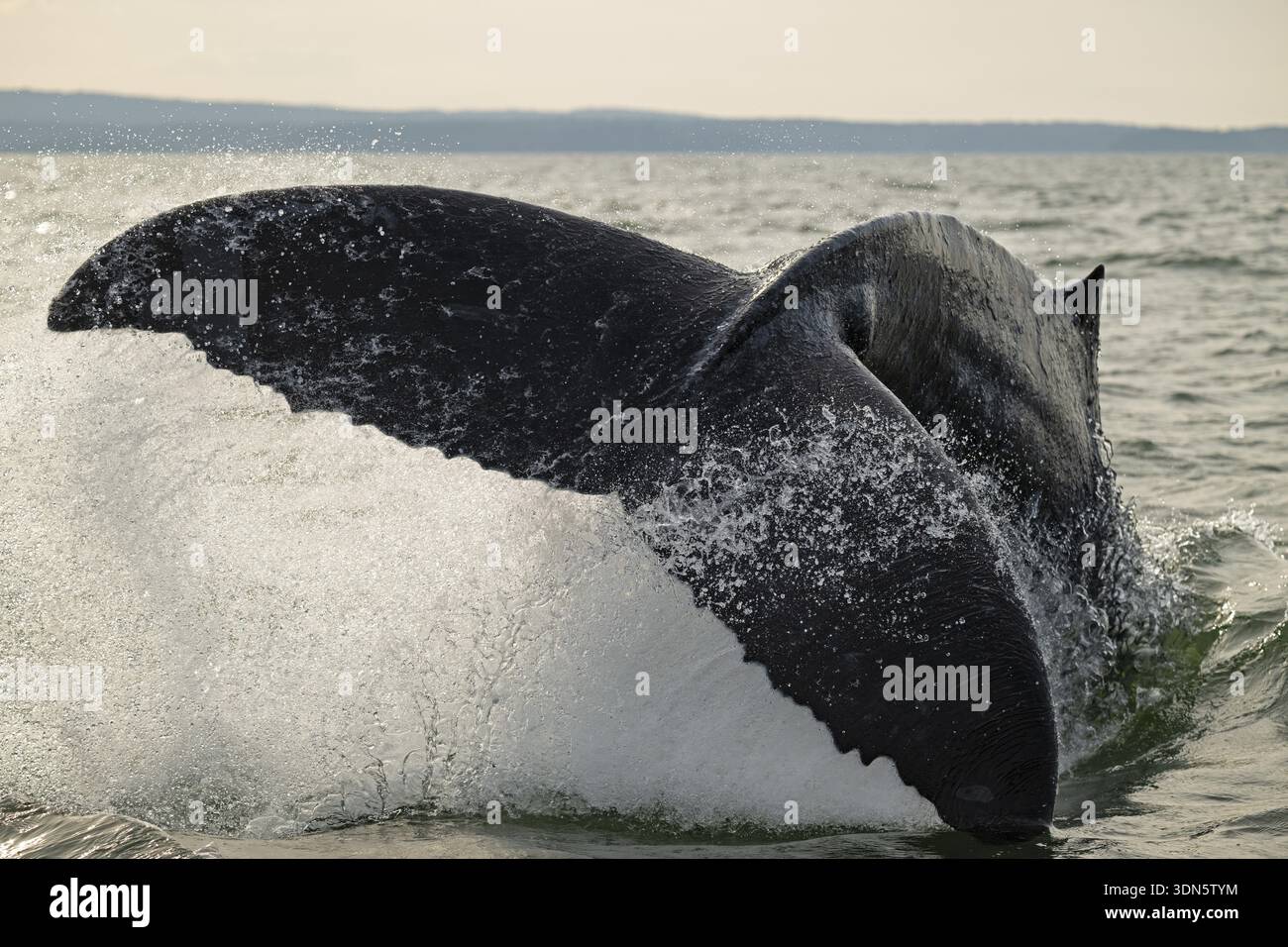 Megattere (Megaptera novaeangliae) schiaffeggiando l'acqua con il suo fluke, l'isola di Vancouver Foto Stock
