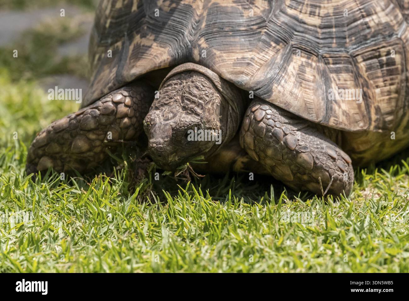 Tartaruga che mangia erba, prigioniera, Namibia Foto Stock