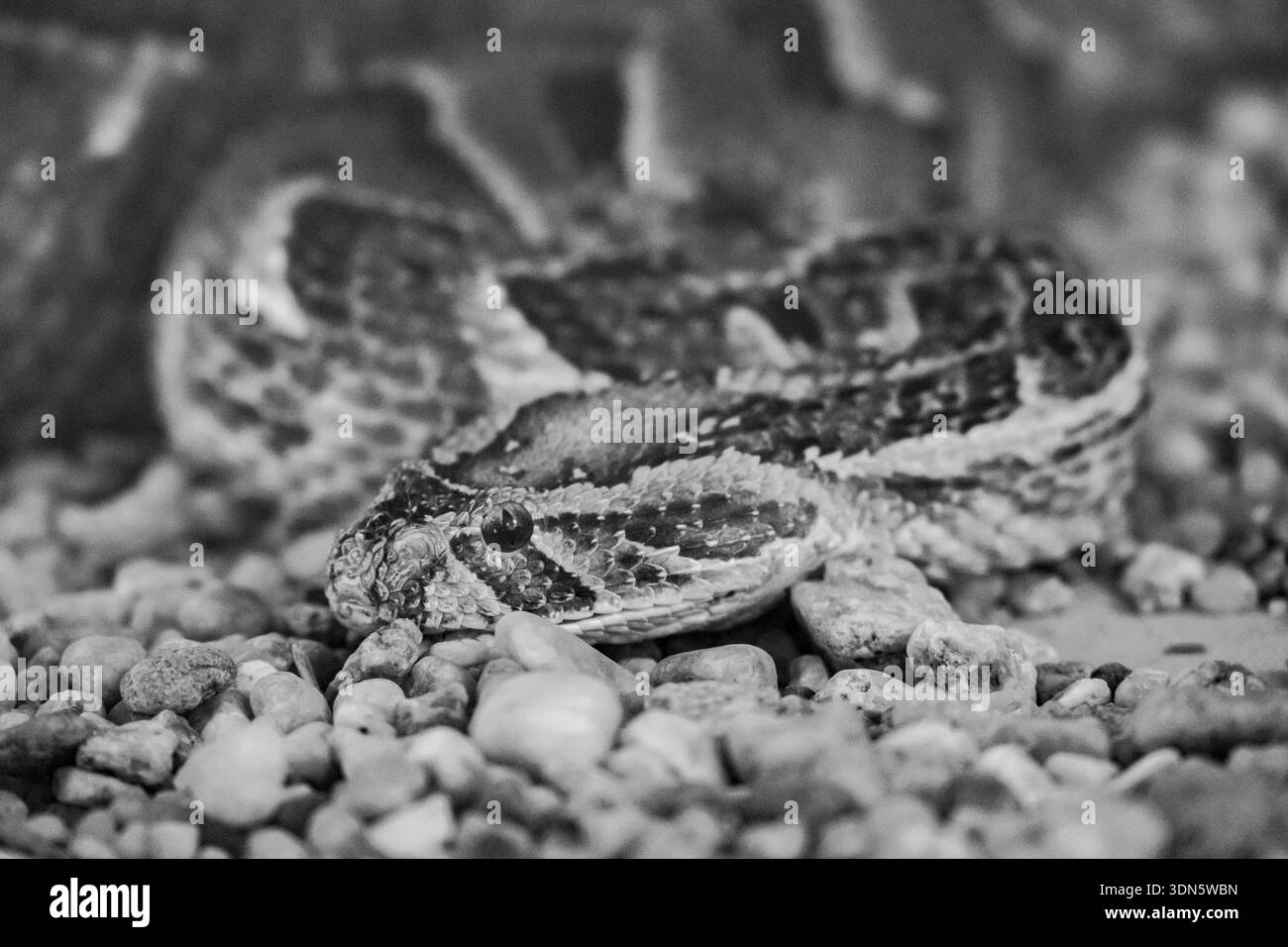 Addominale (Bitis arietans), bianco e nero, prigioniero, Namibia Foto Stock