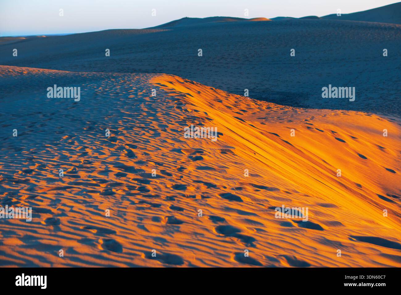 Il deserto del Sahara cattura la splendida luce dell'alba o del crepuscolo. Le impronte segnano le increspature dorate, contrastando nettamente con le ombre blu intenso che proiettano l'acr Foto Stock