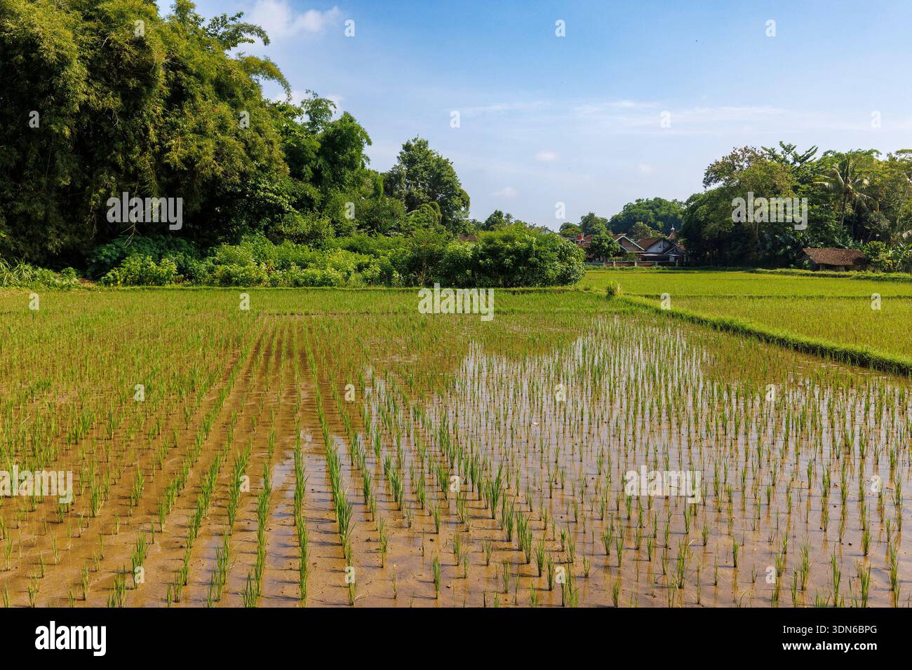 Giovani piante di riso che crescono nel Paddy Field allagato, Giava, Indonesia Foto Stock