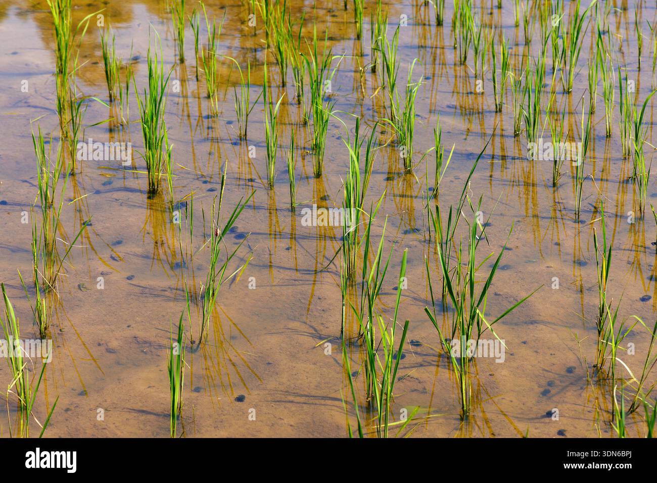 Giovani piante di riso che crescono nel Paddy Field allagato, Giava, Indonesia Foto Stock