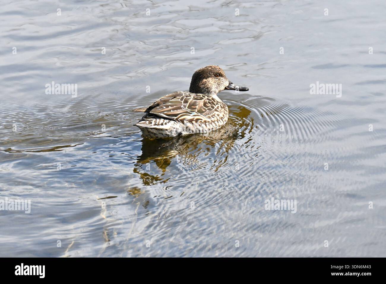Mallards sul bordo dell'acqua. Sono uccelli acquatici che vivono in zone d'acqua dolce. I maschi hanno la testa verde e le femmine sono tutte marroni. Foto Stock