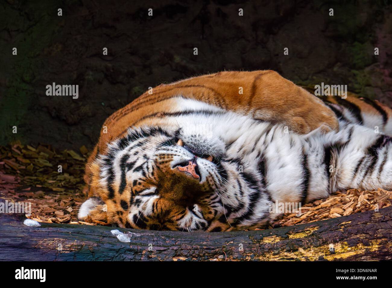 Ritratto di primo piano di Tiger Foto Stock