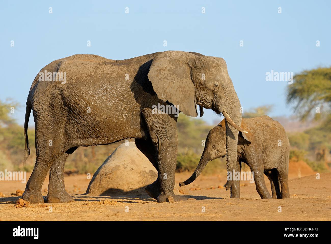 Un elefante africano (Loxodonta africana) mucca con giovane vitello, Chobe National Park, Botswana Foto Stock