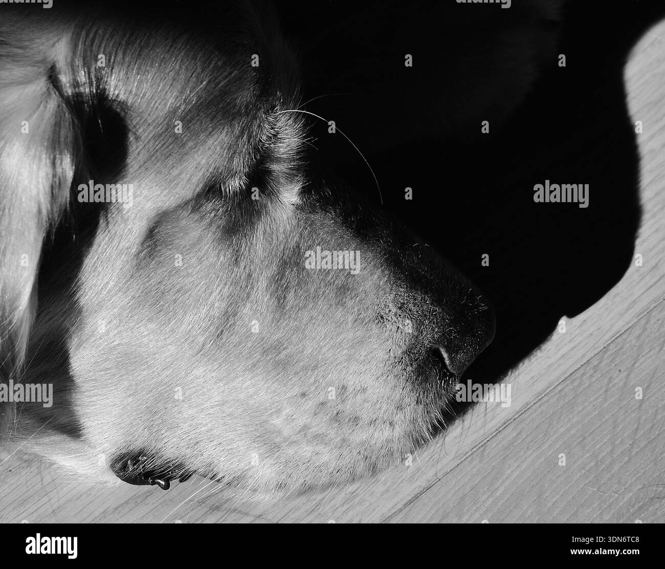 Foto in bianco e nero ad alto contrasto di un Golden retriever che dorme alla luce del sole, mostrando il cane che riposa pacificamente con una forte luce e un'ombra Foto Stock