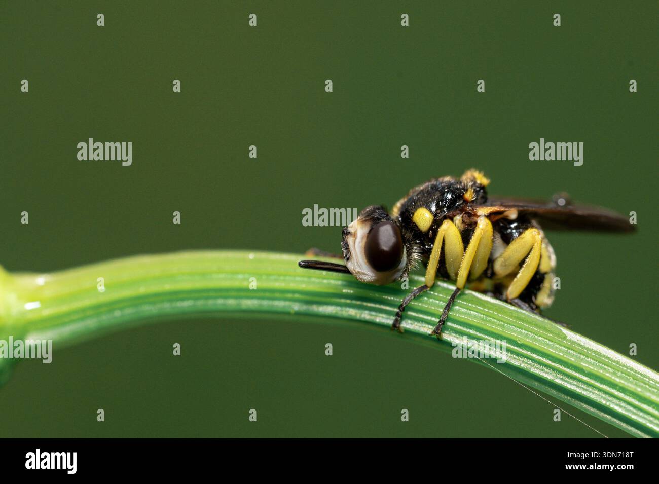 Hoverfly appoggiato su una lama di erba verde, fotografia macro estrema di animali selvatici con sfondo verde naturale Foto Stock