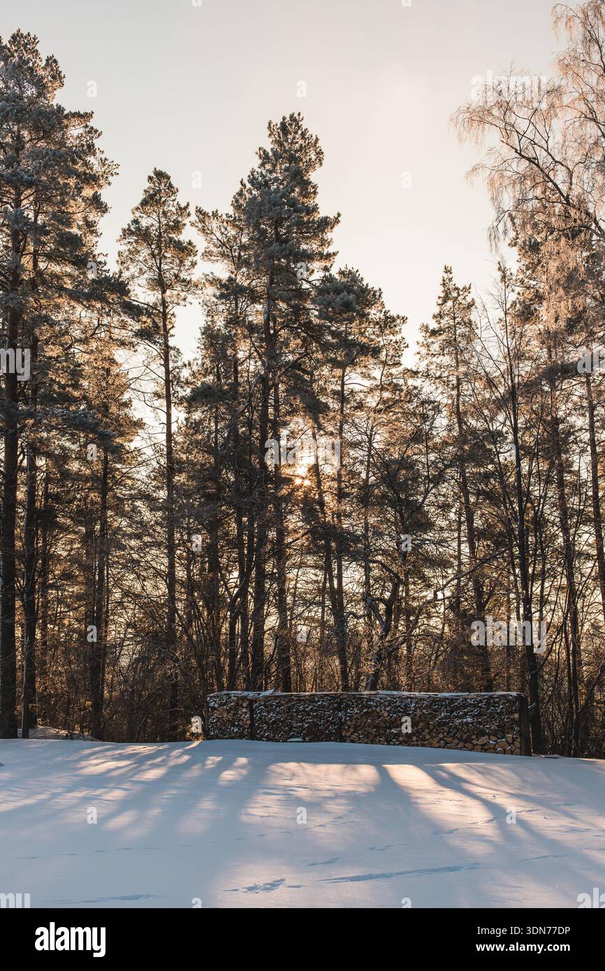 Tranquillo paesaggio della foresta invernale con alti pini e betulle ricoperti di gelo. La calda luce del sole splende attraverso gli alberi, gettando lunghe ombre sui fres Foto Stock