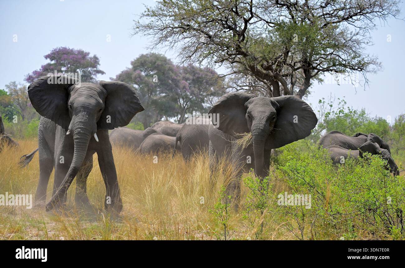 Botswana, Africa Foto Stock