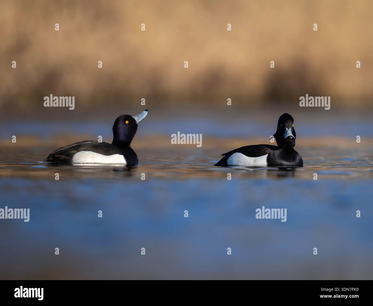 Due anatre di Harlequin che nuotano pacificamente in acque calme Foto Stock