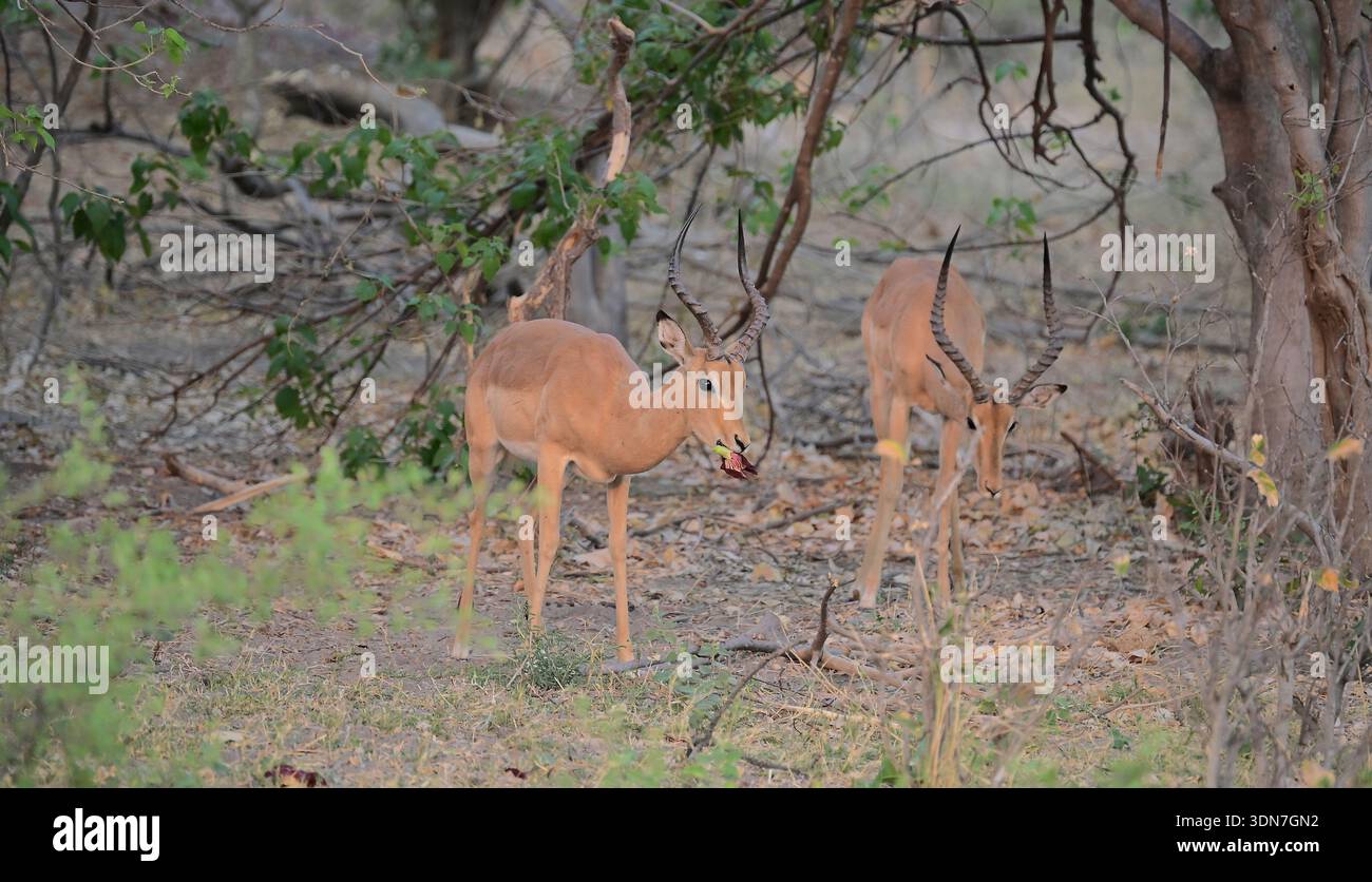 Botswana, Africa Foto Stock
